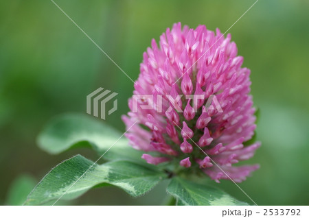 ムラサキツメクサの花 ムラサキツメクサの花 2533792