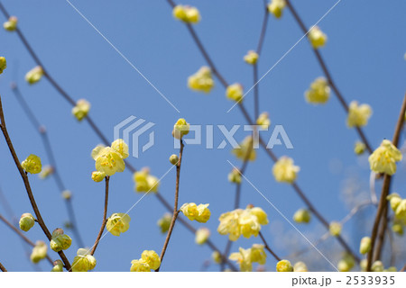 ヒュウガミズキの花 ヒュウガミズキの花 2533935