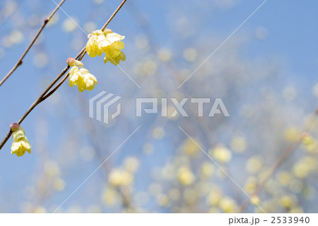 ヒュウガミズキの花 ヒュウガミズキの花 2533940