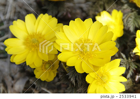 福寿草 福寿草 2533941