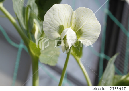 スナックエンドウの花 スナックエンドウの花 2533947