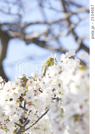 うぐいす うぐいす 2534067