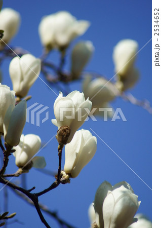 白木蓮　これで満開です 2534652