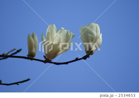 清楚な白木蓮が咲きました 2534653