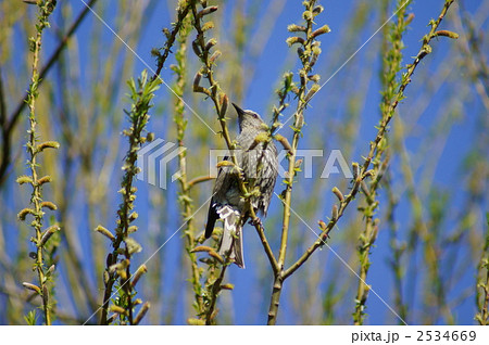 鵯　柳の花がご馳走です 2534669