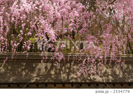 龍安寺石庭の枝垂桜 2534779