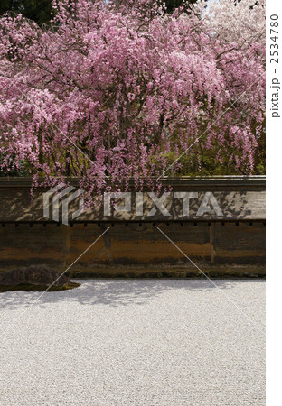 龍安寺石庭の枝垂桜 2534780