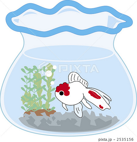 金魚 2535156
