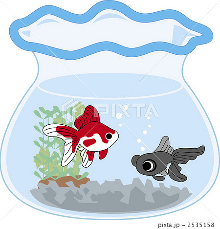 金魚 2535158