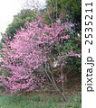 寒緋桜 2535211