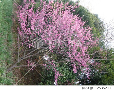 寒緋桜 2535211