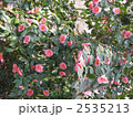 椿　太平楽 2535213