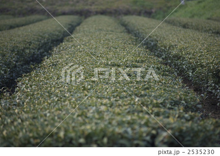 宮崎のお茶畑 宮崎のお茶畑 2535230