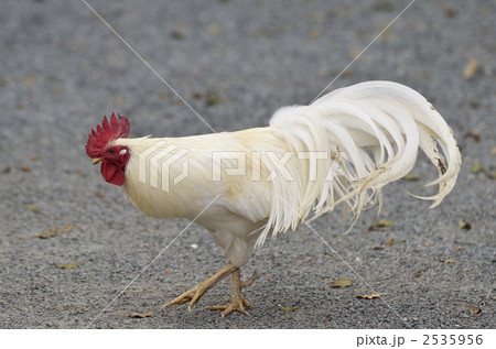 白鶏 白鶏 2535956