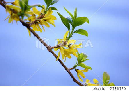 レンギョウの花と若葉 2536570