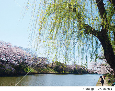 桜満開の福岡城 2536763