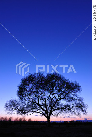紺青の空と樹形 2536779