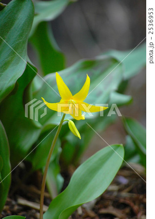 黄色いカタクリの花 2536953