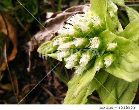 ふきのとう 2536958