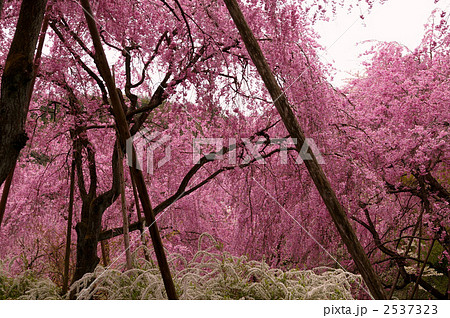 原谷苑の枝垂桜 2537323