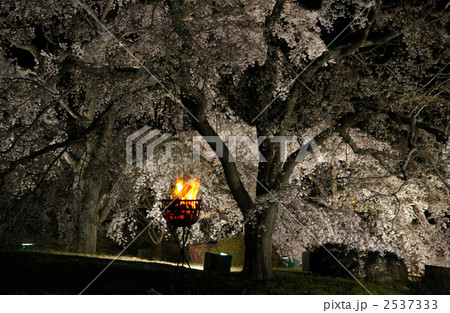 夜桜 2537333