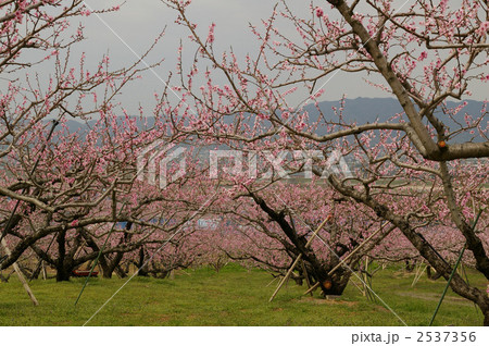 桃の花 2537356