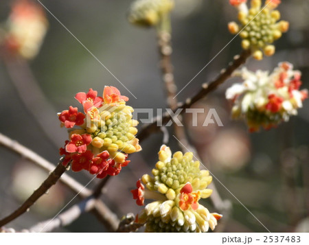 アカバナミツマタ アカバナミツマタ 2537483