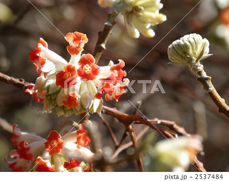 アカバナミツマタ 2537484