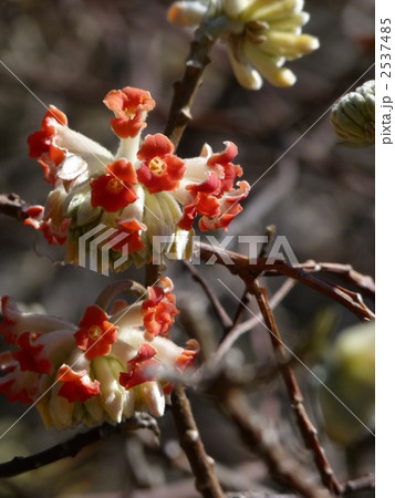 アカバナミツマタ アカバナミツマタ 2537485