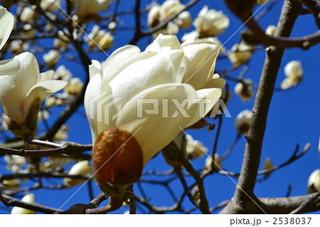 木蓮の花 2538037