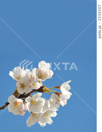 開花　桜 2538307