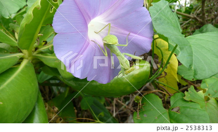 野朝顔とオキナワオオカマキリ 2538313