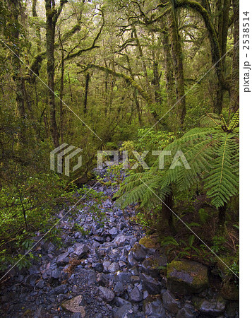 ニュージーランドの原生林 2538514