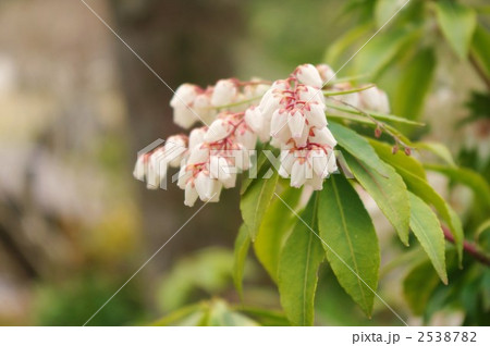 アセビ 2538782