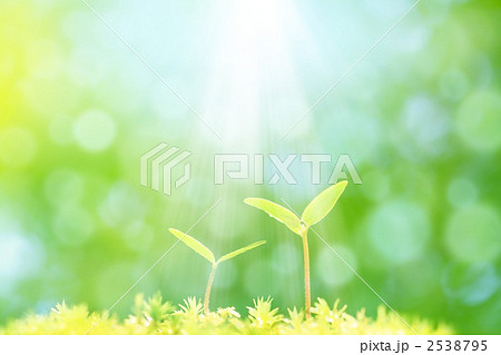 二葉と光 2538795