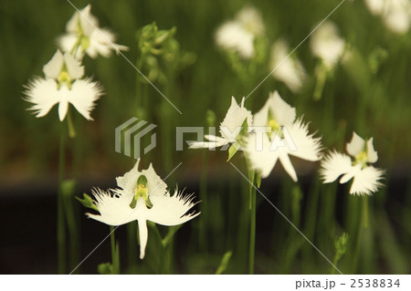 鷺草 2538834