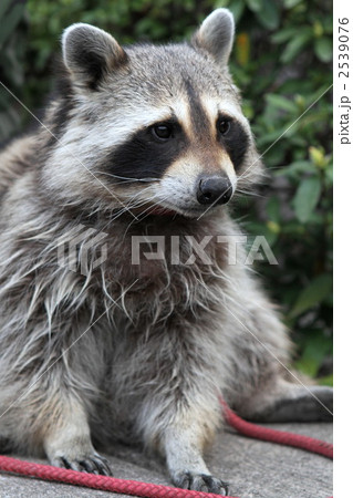 アライグマ 2539076