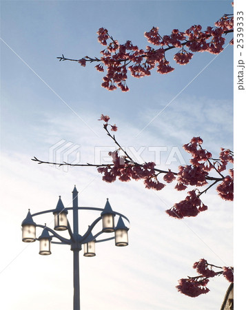 寒緋桜 寒緋桜 2539333