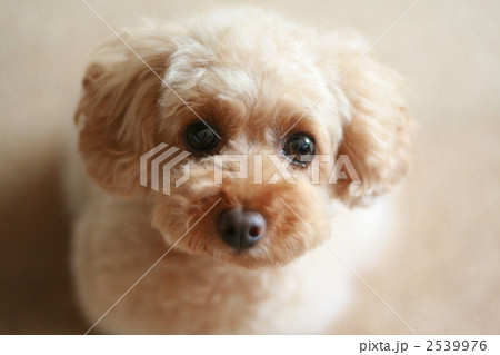 つぶらな瞳で訴えかける犬 2539976