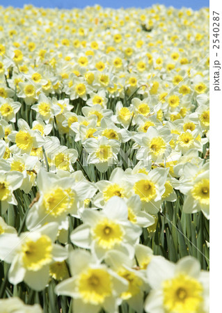 水仙畑 水仙畑 2540287