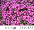 芝桜 2540372