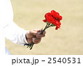 カーネーション 2540531