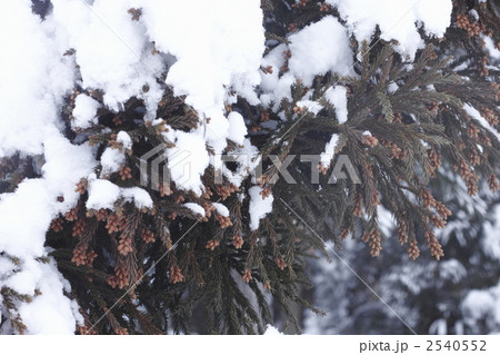 積雪の杉の木 積雪の杉の木 2540552