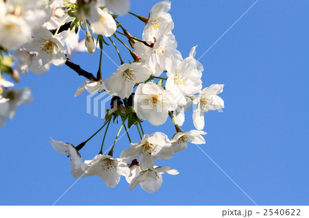 大島桜 2540622