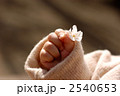 桜の花をつかむ手 2540653