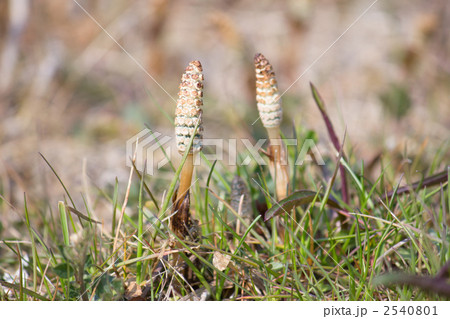 ツクシ 2540801