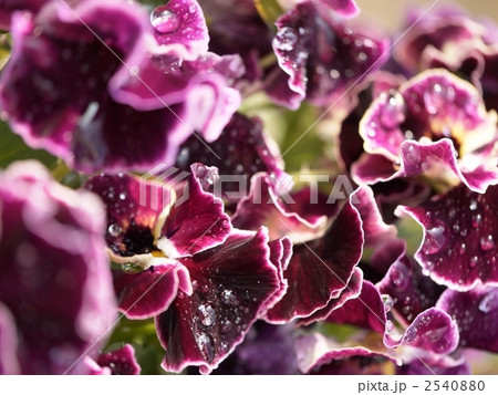 朝露をまとったパンジー 2540880