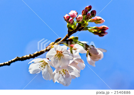 桜の花びら 桜の花びら 2540886