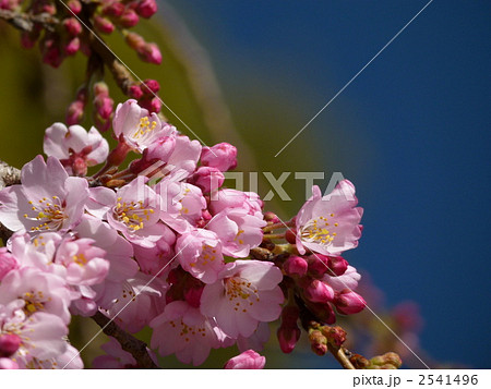 枝垂桜 2541496