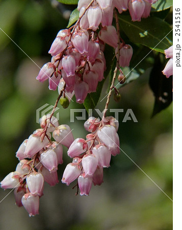 アケボノアセビ 2541516